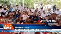 PLAY (klik di sini) PANEN PERDANA PROGRAM PSR KEBUN PLASMA PTPN V MEMUASKAN
