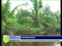 PLAY (klik di sini) Bupati Inhil Hm Wardan Minta Solusi Perkebunan Kelapa