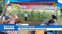 PLAY (klik di sini) BUPATI ROHUL PANEN JAGUNG MANIS DI SIALANG RINDANG