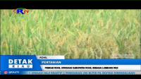 PLAY (klik di sini) PEMKAB ROHIL UPAYAKAN KABUPATEN ROHIL SEBAGAI LUMBUNG PADI