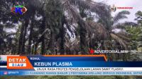 PLAY (klik di sini) UNJUK RASA PROTES PENGELOLAAN LAHAN SAWIT PLASMA