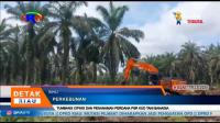 TUMBANG CIPING DAN PENANAMAN PERDANA PSR KUD TANI BAHAGIA