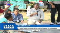 PLAY (klik di sini) YUSRI PANEN RAYA CABE MERAH DILAHAN KELOMPOK TANI MILENIAL