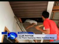 Piton Sepanjang 4 Meter, Hebohkan Warga 